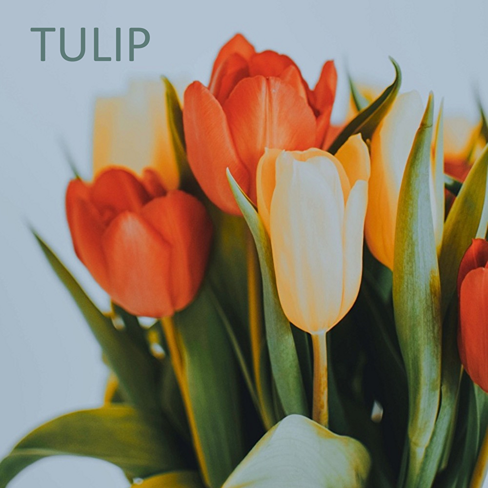 BUD_ish,チューリップ