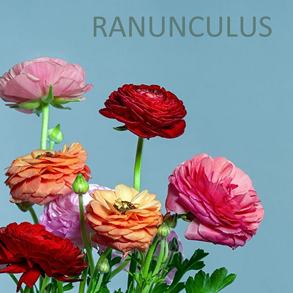 BUD_ish,ラナンキュラス