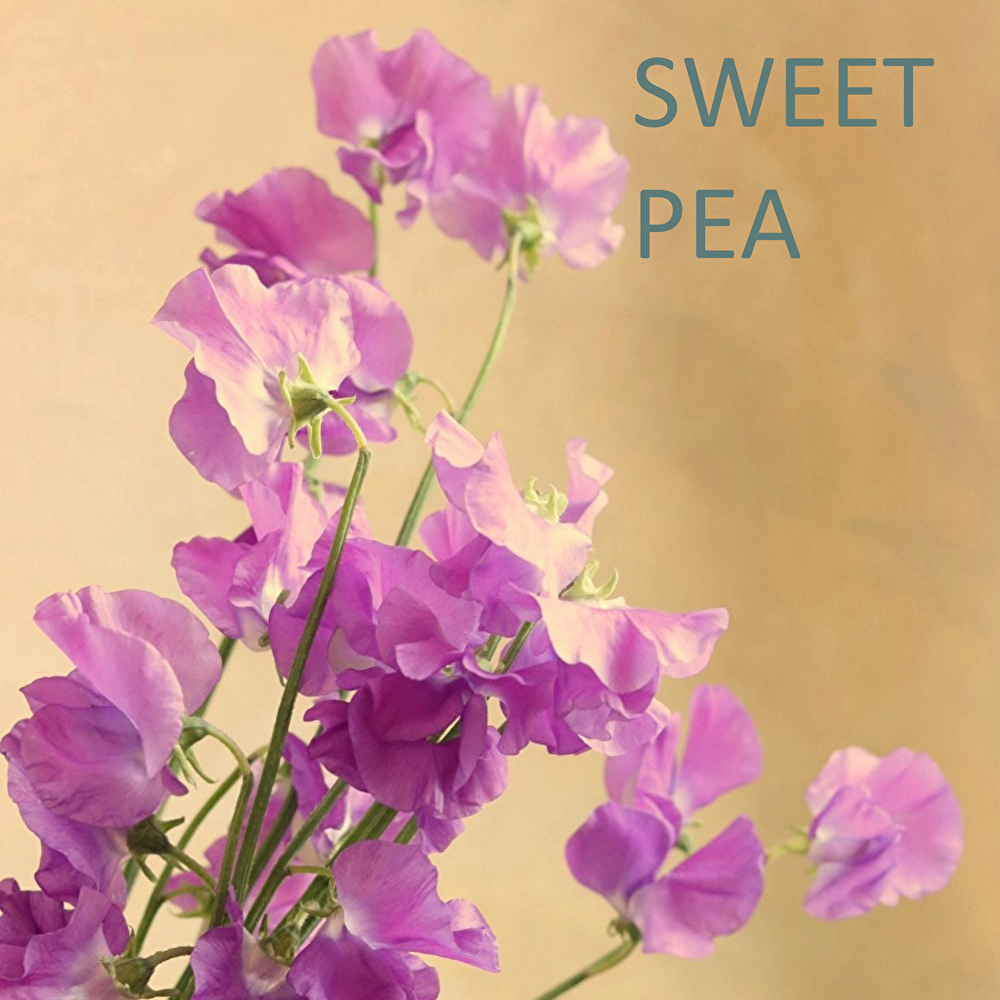 BUD_ish,スイトピー