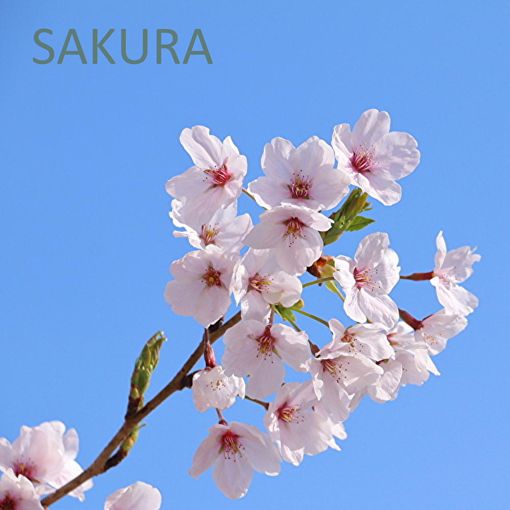 BUD_ish,桜