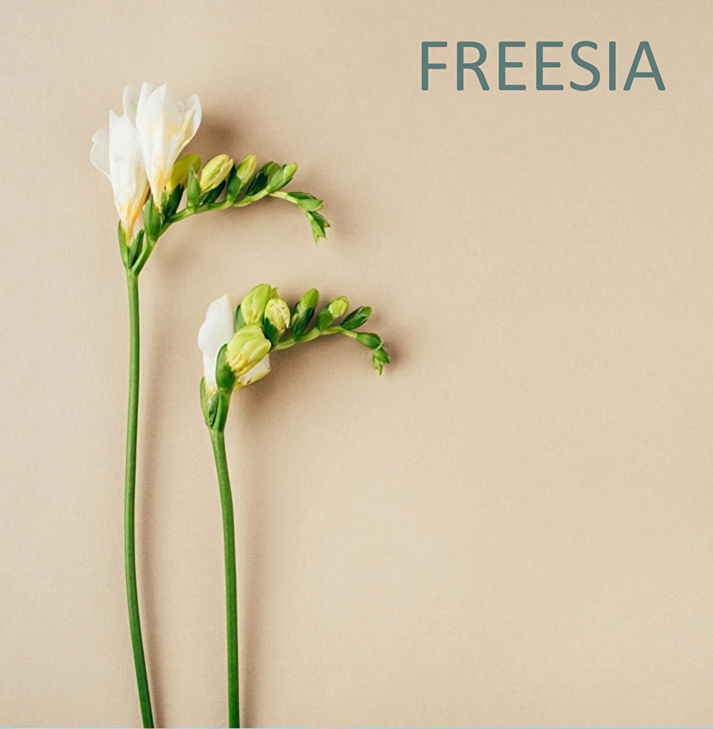 BUD_ish,フリージア