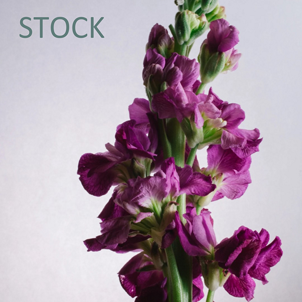 BUD_ish,ストック